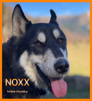 Noxx